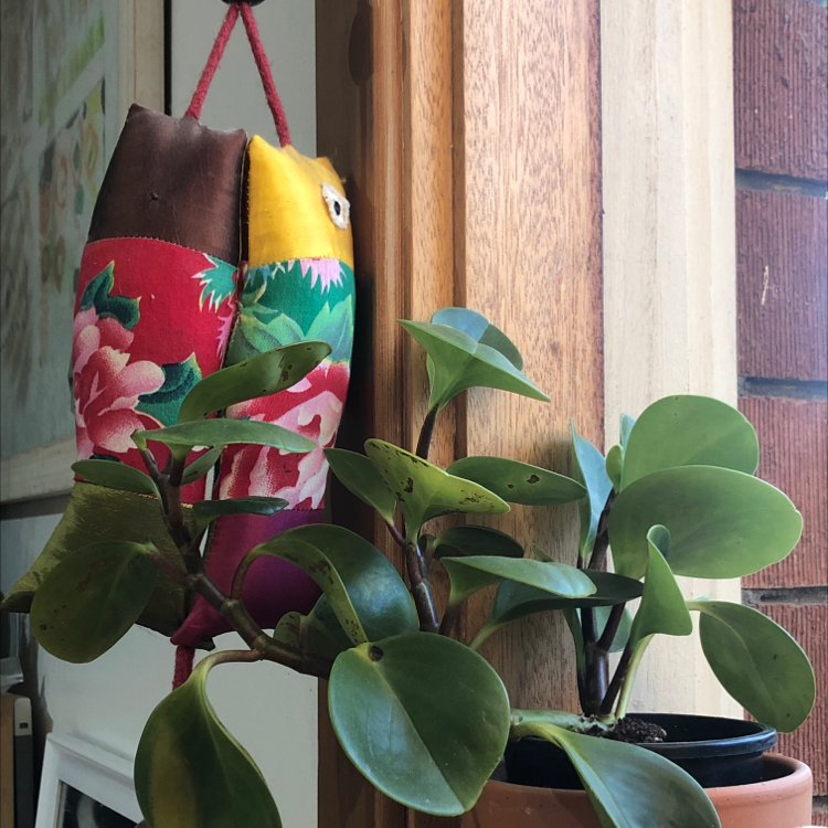 Baby Rubber Plant plant photo by @arxhie named Lola on Greg, the plant care app.