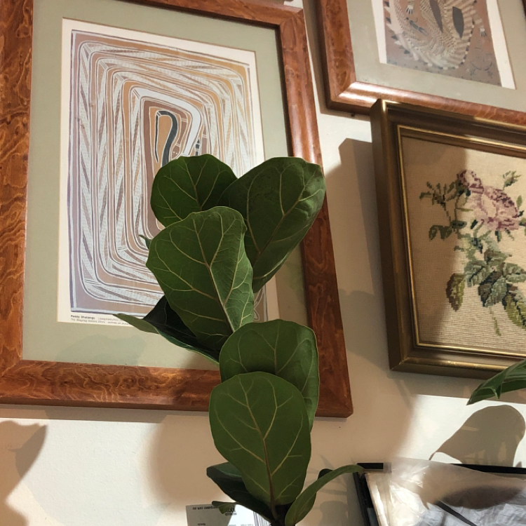 Fiddle Leaf Fig plant photo by @arxhie named thig on Greg, the plant care app.