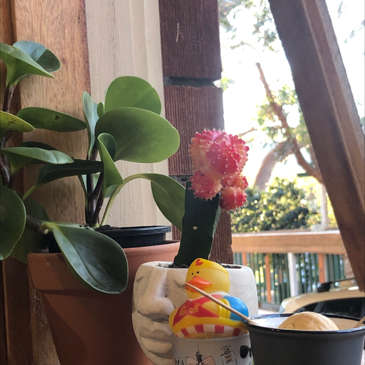 Moon Cactus plant photo by @arxhie named Little Prick on Greg, the plant care app.