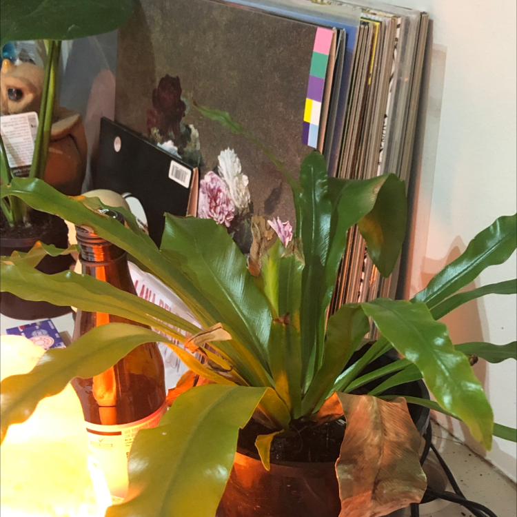Bird's Nest Fern plant photo by @arxhie named bird on Greg, the plant care app.