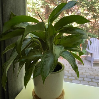 Chinese Evergreen plant in Portland, Oregon