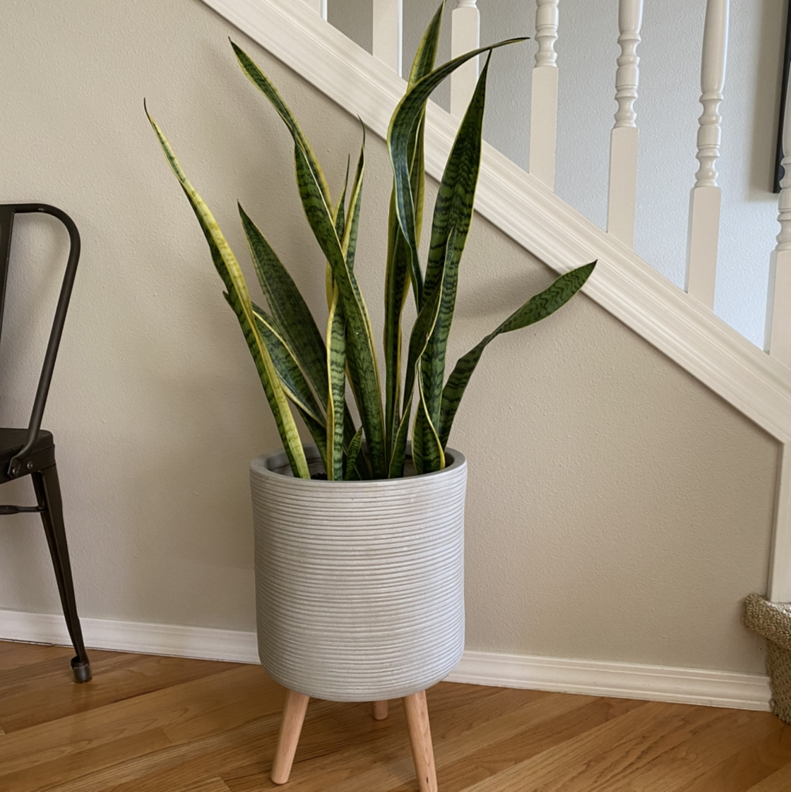 Photo of the plant species Snake Plant by @emilyguthrie named Sampson on Greg, the plant care app