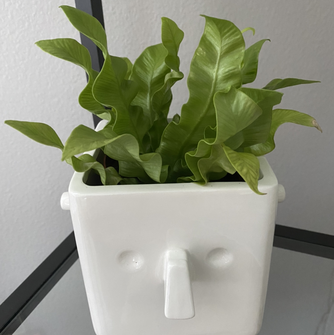 Photo of the plant species Japanese Bird's Nest Fern by @emilyguthrie named Carl on Greg, the plant care app