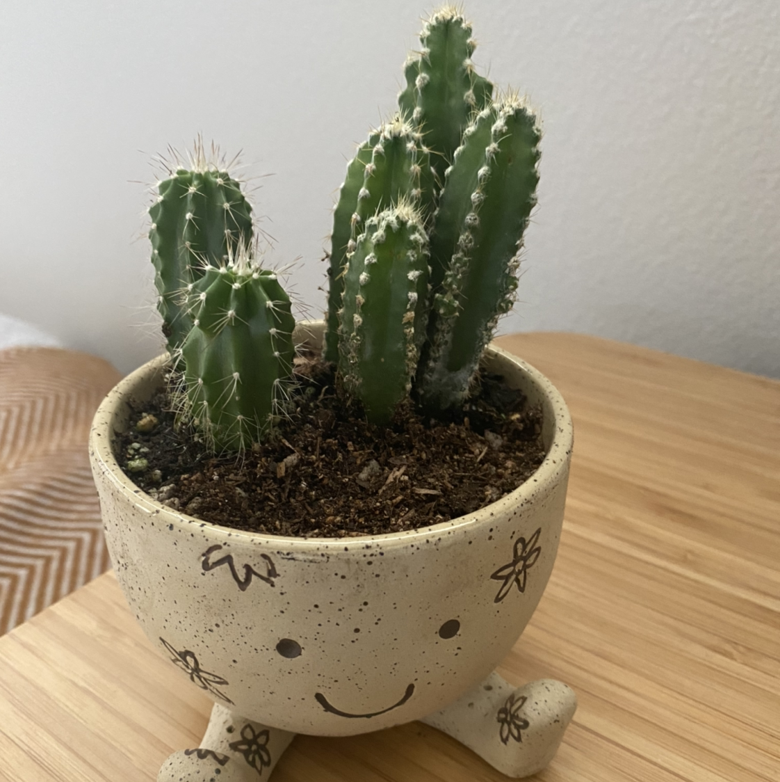 A healthy Hedge Cactus in a decorative pot with visible soil.