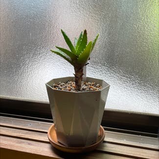 Aloe vera plant in Somewhere on Earth