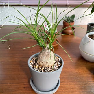 Ponytail Palm plant in Somewhere on Earth