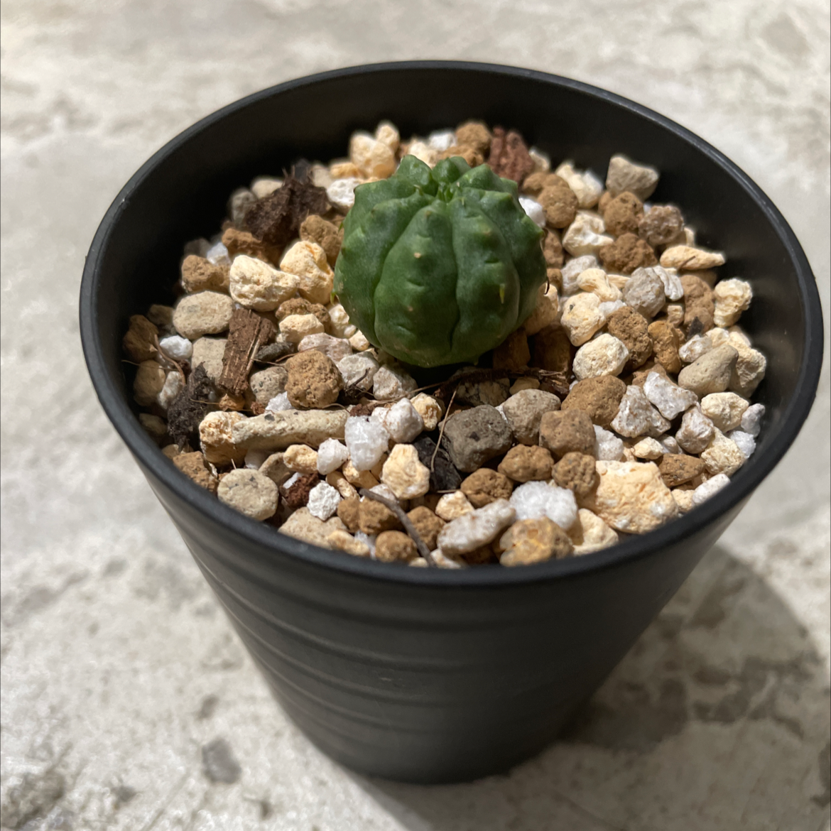 Small Baseball Plant (Euphorbia obesa) in a black pot with well-draining soil mix.