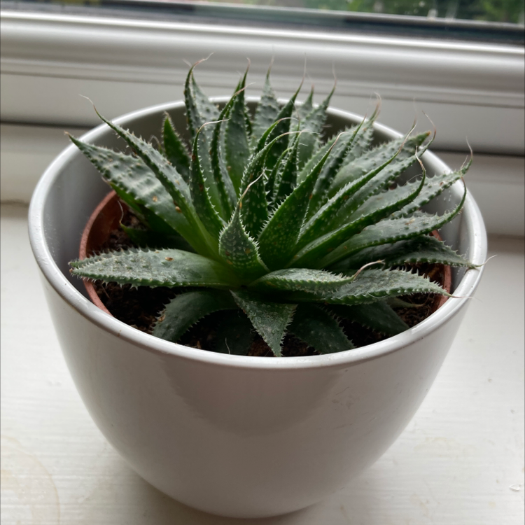 Zebra Plant plant photo by Martha named Zebrina on Greg, the plant care app.