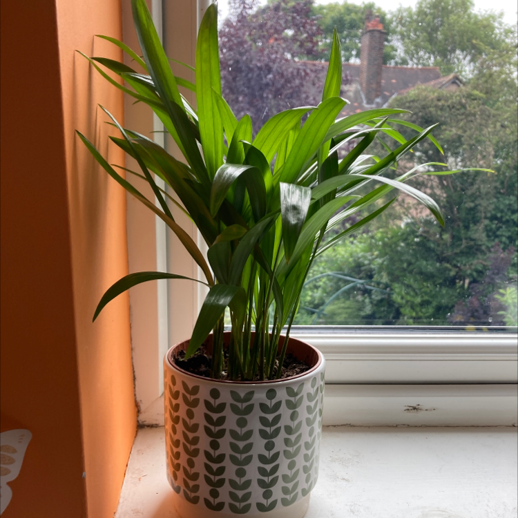 Kentia Palm plant photo by Martha named Lebron on Greg, the plant care app.