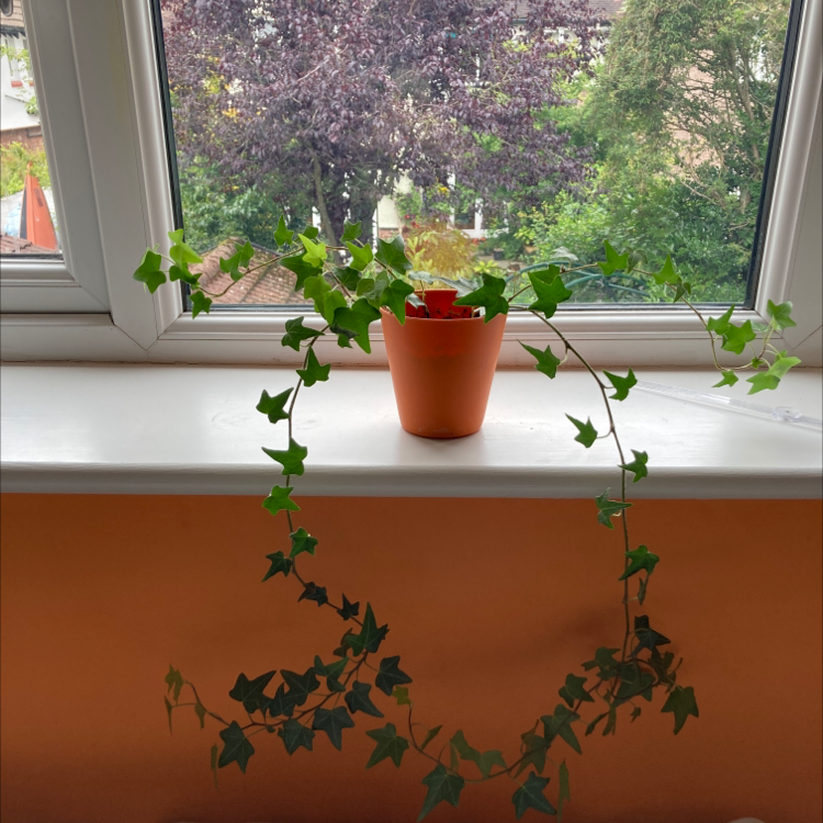 English Ivy plant photo by Martha named Wally on Greg, the plant care app.