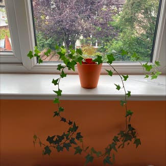 English Ivy plant in Manchester, England