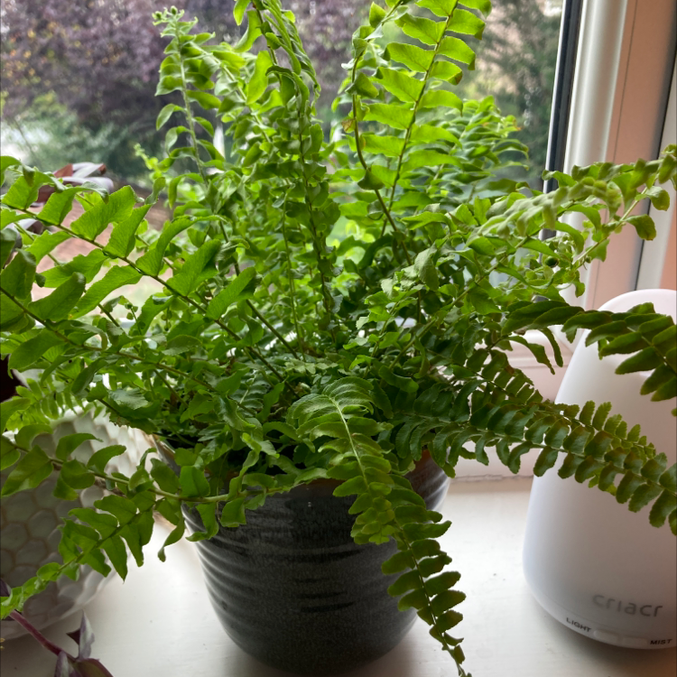 Boston Fern plant photo by Martha named Spike leaves on Greg, the plant care app.