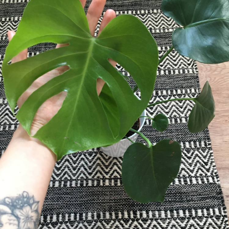 Monstera plant photo by @kirbyfanacc named small boy on Greg, the plant care app.