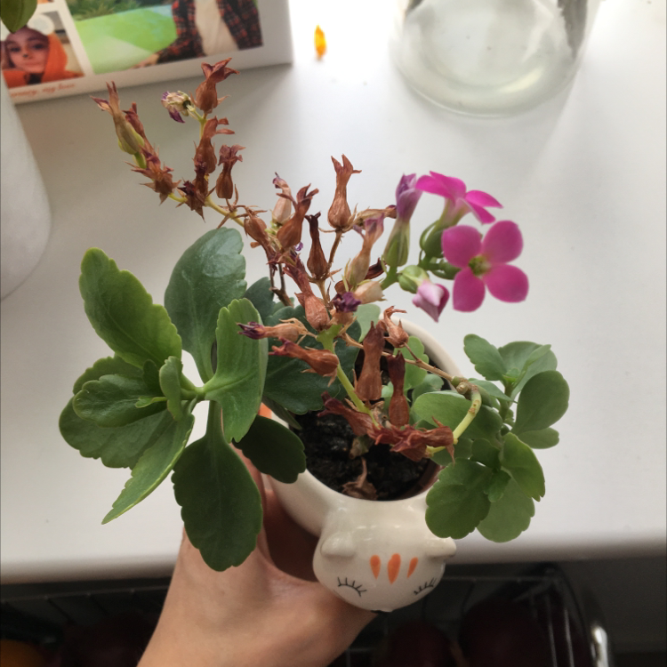 Florist Kalanchoe plant photo by @kirbyfanacc named spicy girl on Greg, the plant care app.