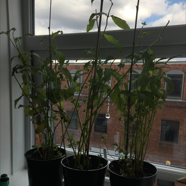 Spearmint plant photo by @kirbyfanacc named minty python times 3 on Greg, the plant care app.
