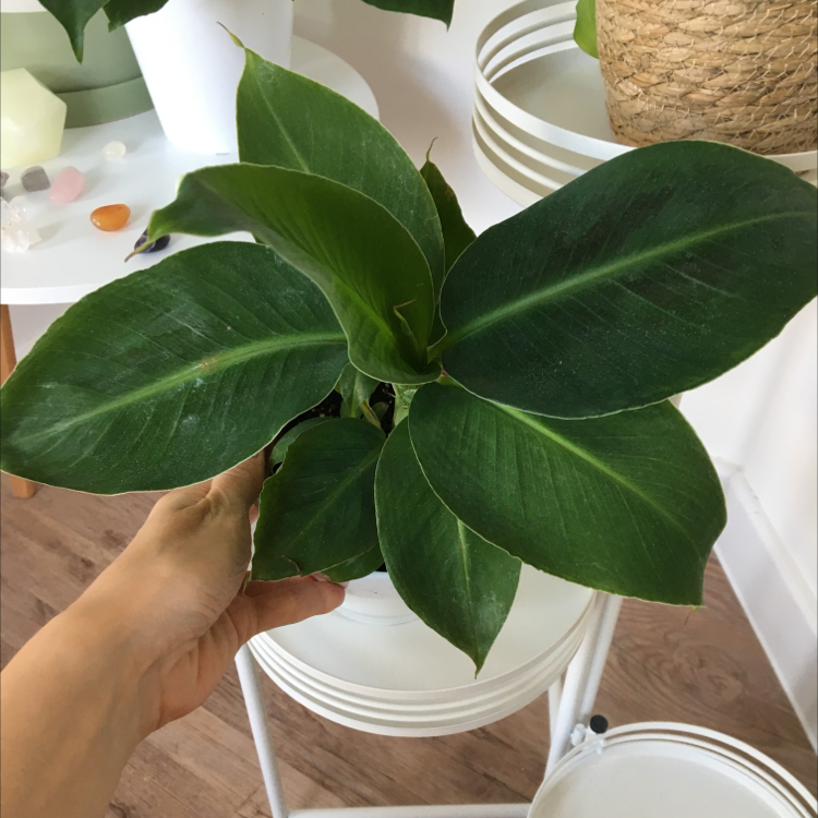 Banana plant photo by @kirbyfanacc named Wall-E on Greg, the plant care app.