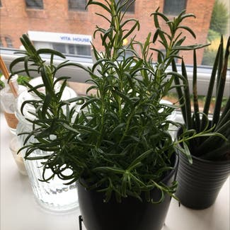 Rosemary plant in Basingstoke, England