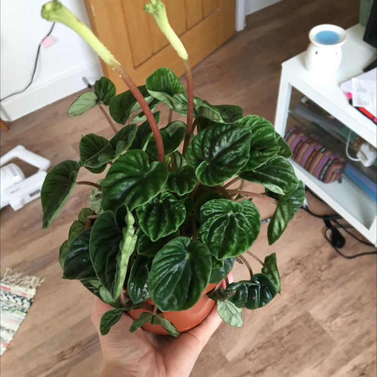 Photo of the plant species Emerald Ripple Peperomia by @kirbyfanacc named Froggy on Greg, the plant care app