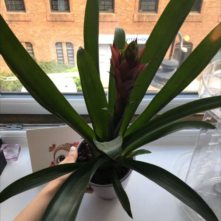 Droophead Tufted Airplant plant photo by @kirbyfanacc named Lola on Greg, the plant care app.