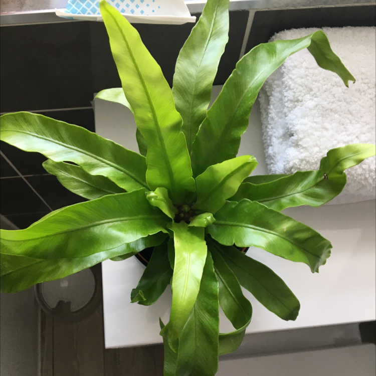 Bird's Nest Fern plant photo by @kirbyfanacc named Daphne on Greg, the plant care app.