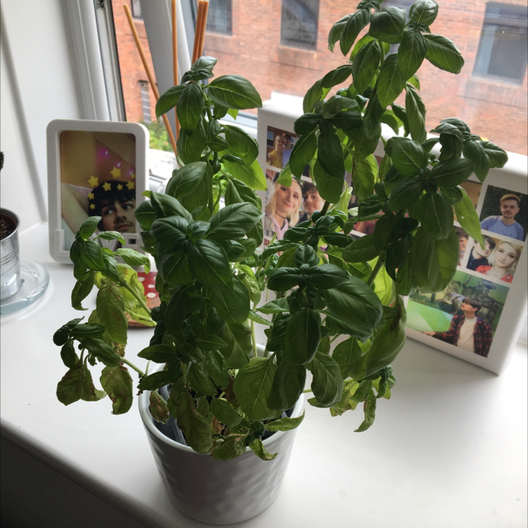 Sweet Basil plant photo by @kirbyfanacc named drama queen on Greg, the plant care app.