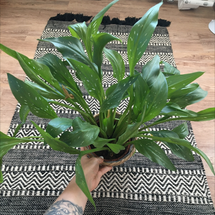 Peace Lily plant photo by @kirbyfanacc named dotty on Greg, the plant care app.