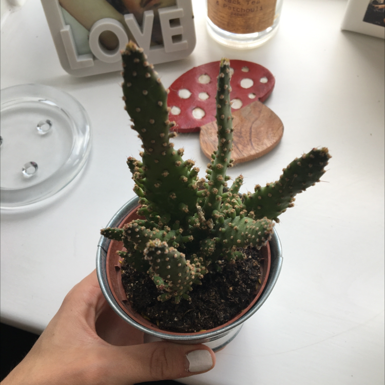 Drooping Prickly Pear plant photo by @kirbyfanacc named sonic on Greg, the plant care app.