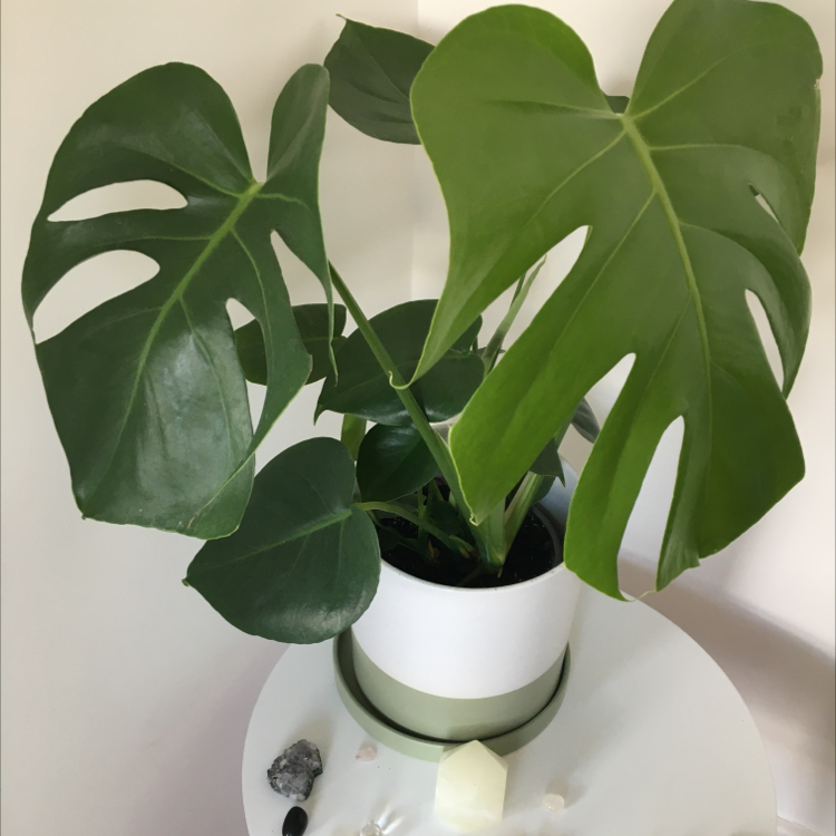 Monstera plant photo by @kirbyfanacc named big boy on Greg, the plant care app.