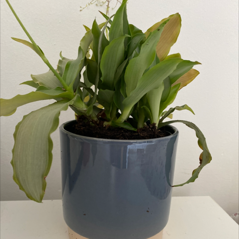 Bright Star Murdannia plant in a blue pot with some browning leaves.