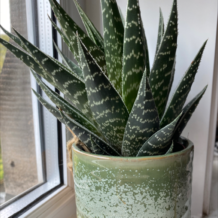 Photo of the plant species Hedgehog Aloe by @Ruairidh named Vera on Greg, the plant care app