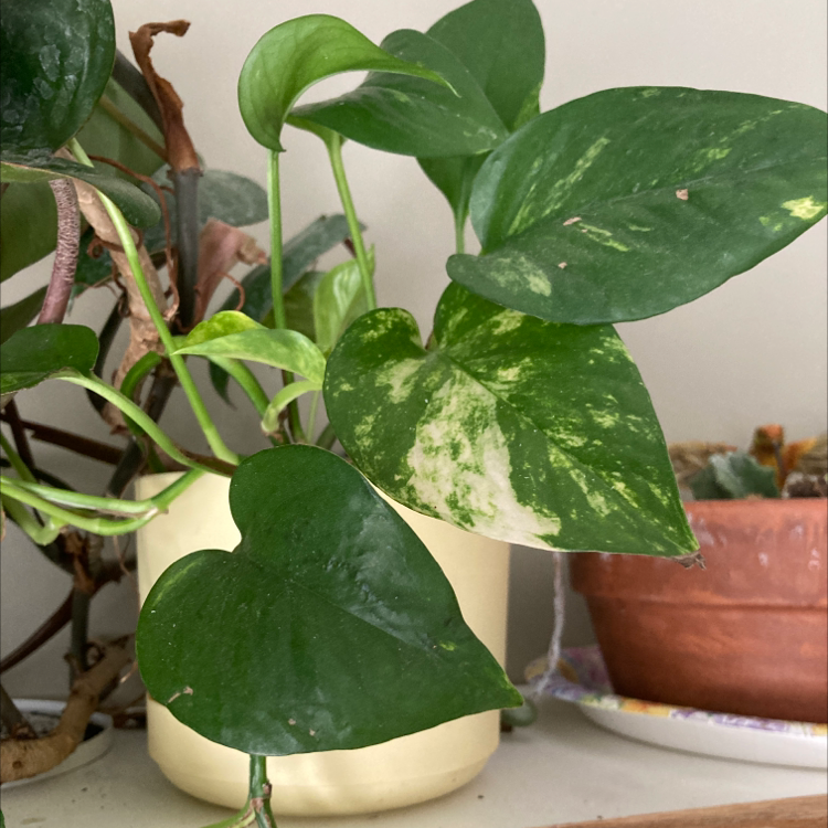 Taro Vine plant photo by @mesophyllbaybee named Jeffrey Bezos on Greg, the plant care app.