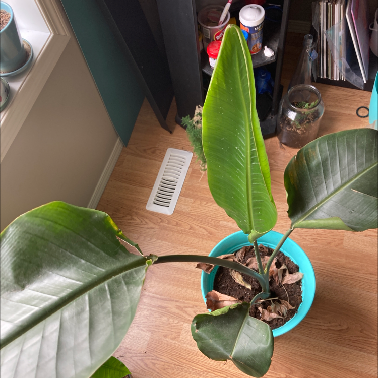 Bird of Paradise plant photo by @mesophyllbaybee named Bop on Greg, the plant care app.