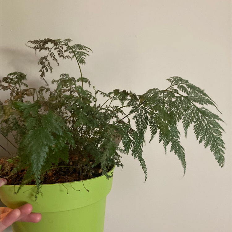 Davallia Fern in a green pot with some browning fronds, held by a hand.