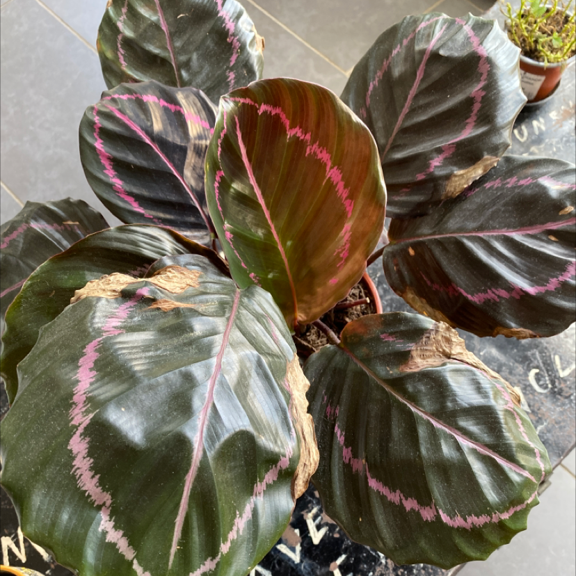 Rose Calathea plant photo by @JMplantlover named Red cabbage on Greg, the plant care app.