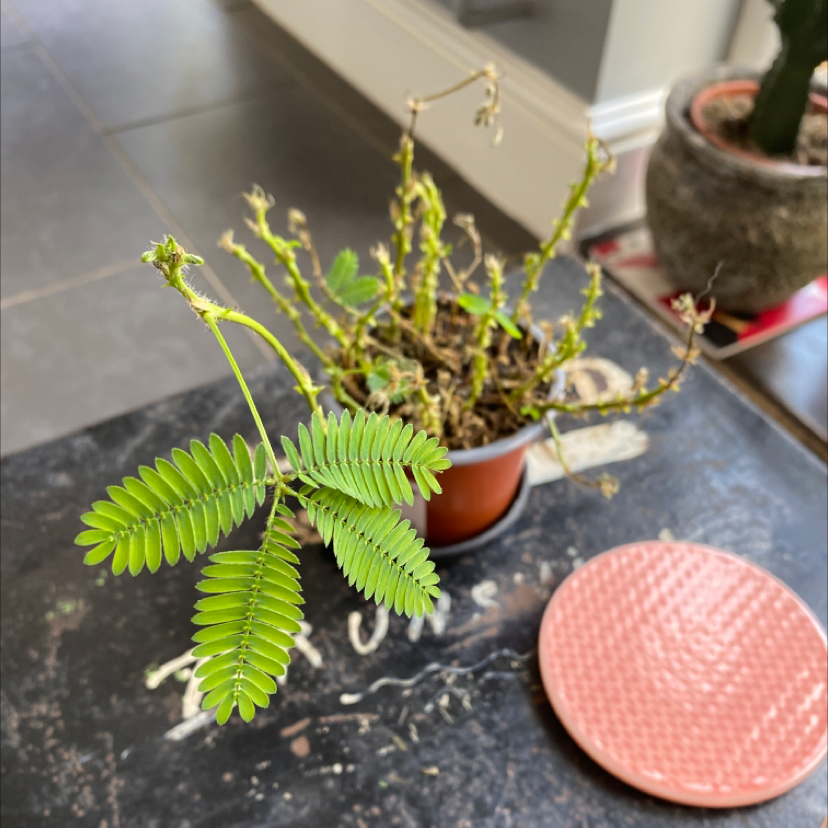 Photo of the plant species Sensitive Plant by @JMplantlover named Sproutacus on Greg, the plant care app