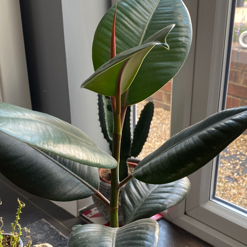 Rubber Plant plant photo by @JMplantlover named Julie on Greg, the plant care app.