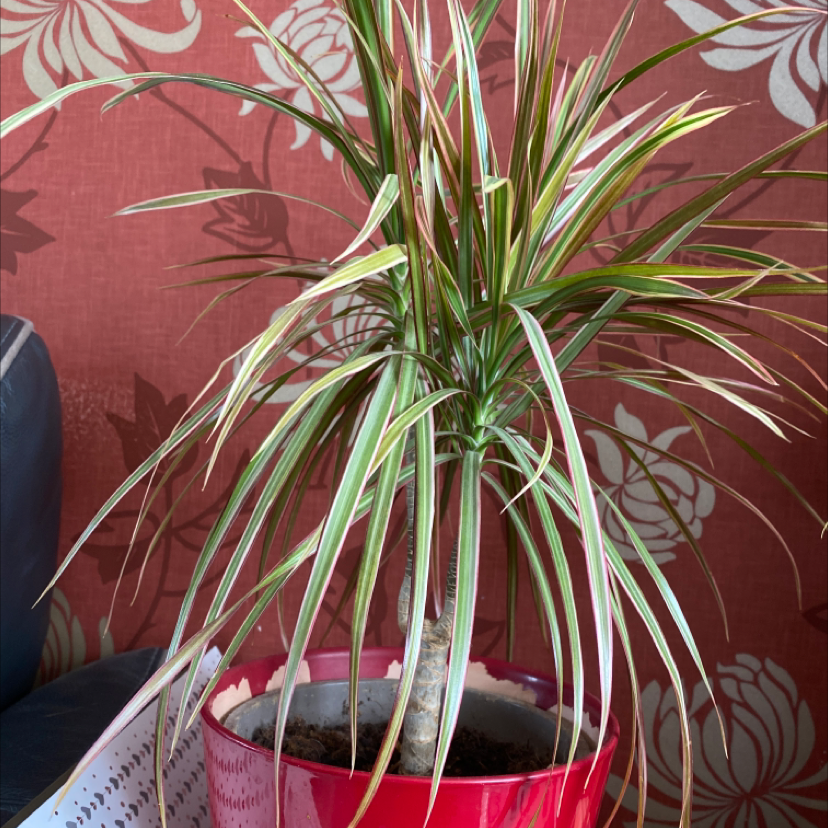 Dragon Tree plant photo by @JMplantlover named Barbara on Greg, the plant care app.