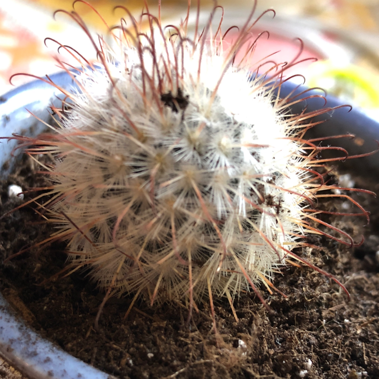 Mammillaria Formosa plant photo by Thursday named Wilfred Stardust￼ on Greg, the plant care app.