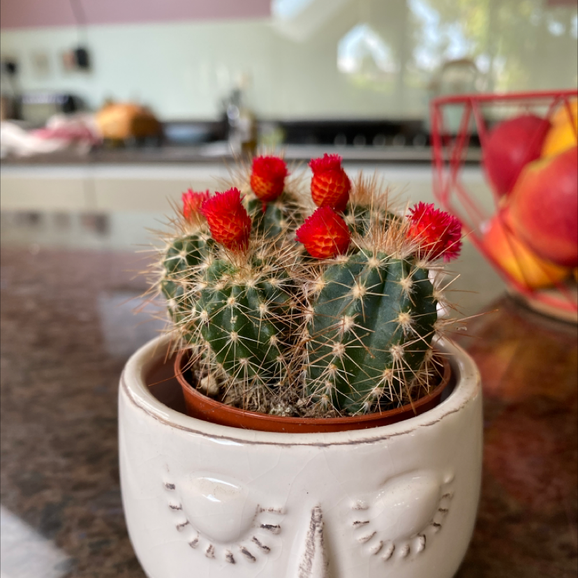 Kingcup Cactus in a decorative pot with red flowers, placed on a kitchen counter.