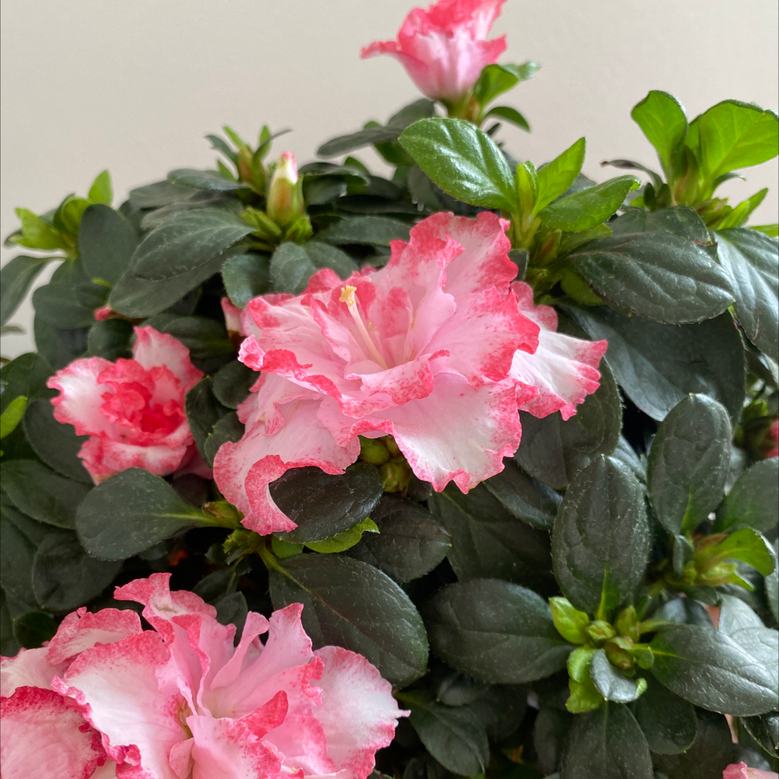 Why Are My Rhododendron Leaves Falling Over?