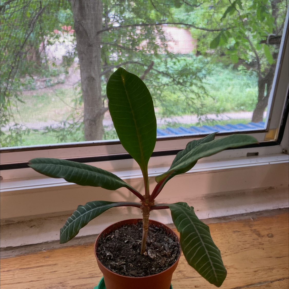 Madagascar Jewel plant in a pot on a windowsill with greenery outside.
