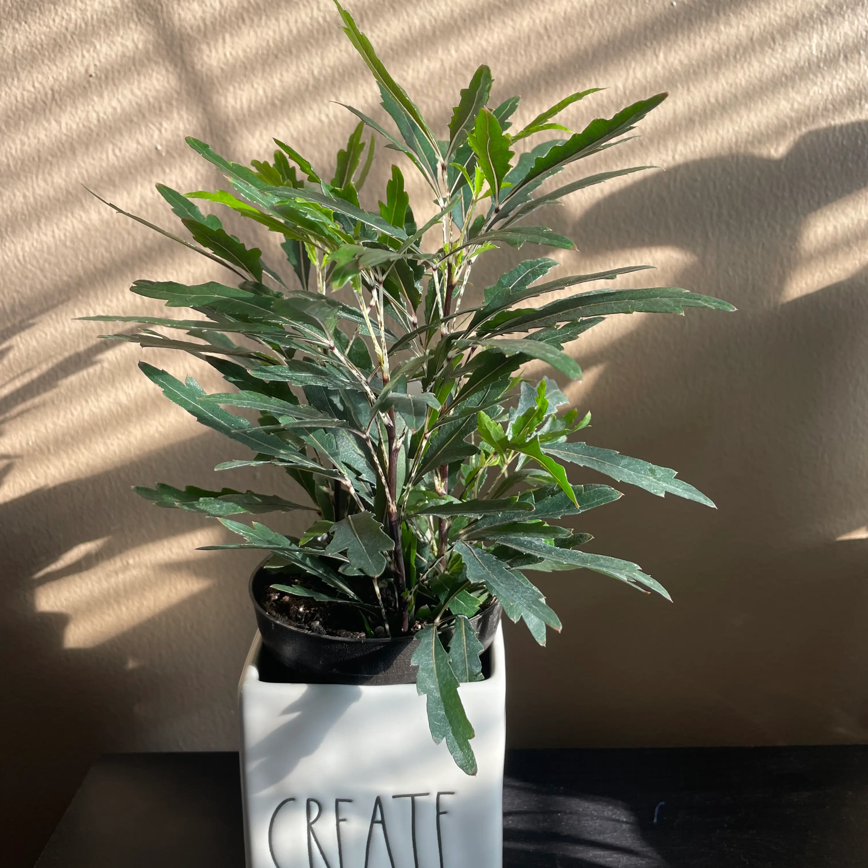 false Aralia plant in a white pot with the word 'CREATE' on it, well-lit and healthy.