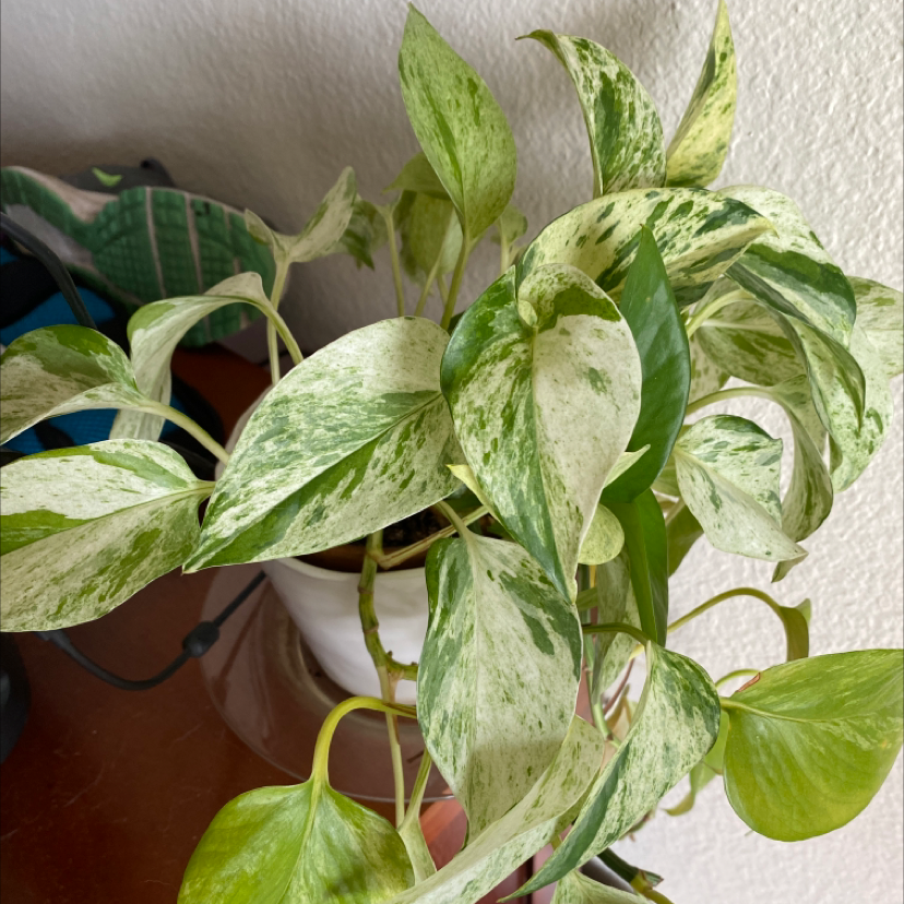 Marble Queen Pothos plant photo by @themuseumwitch named Charlie on Greg, the plant care app.