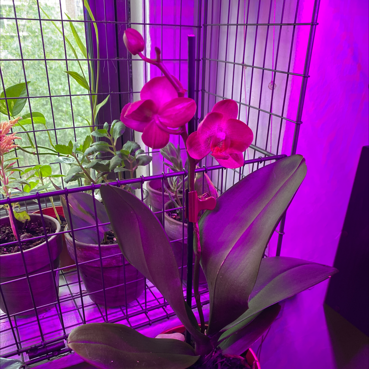 Photo of the plant species Fairy Slipper Orchid by @Raffy1120 named Sherlock on Greg, the plant care app