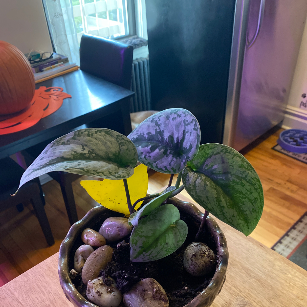 Silver Satin Pothos plant photo by @Raffy1120 named Leonardo on Greg, the plant care app.