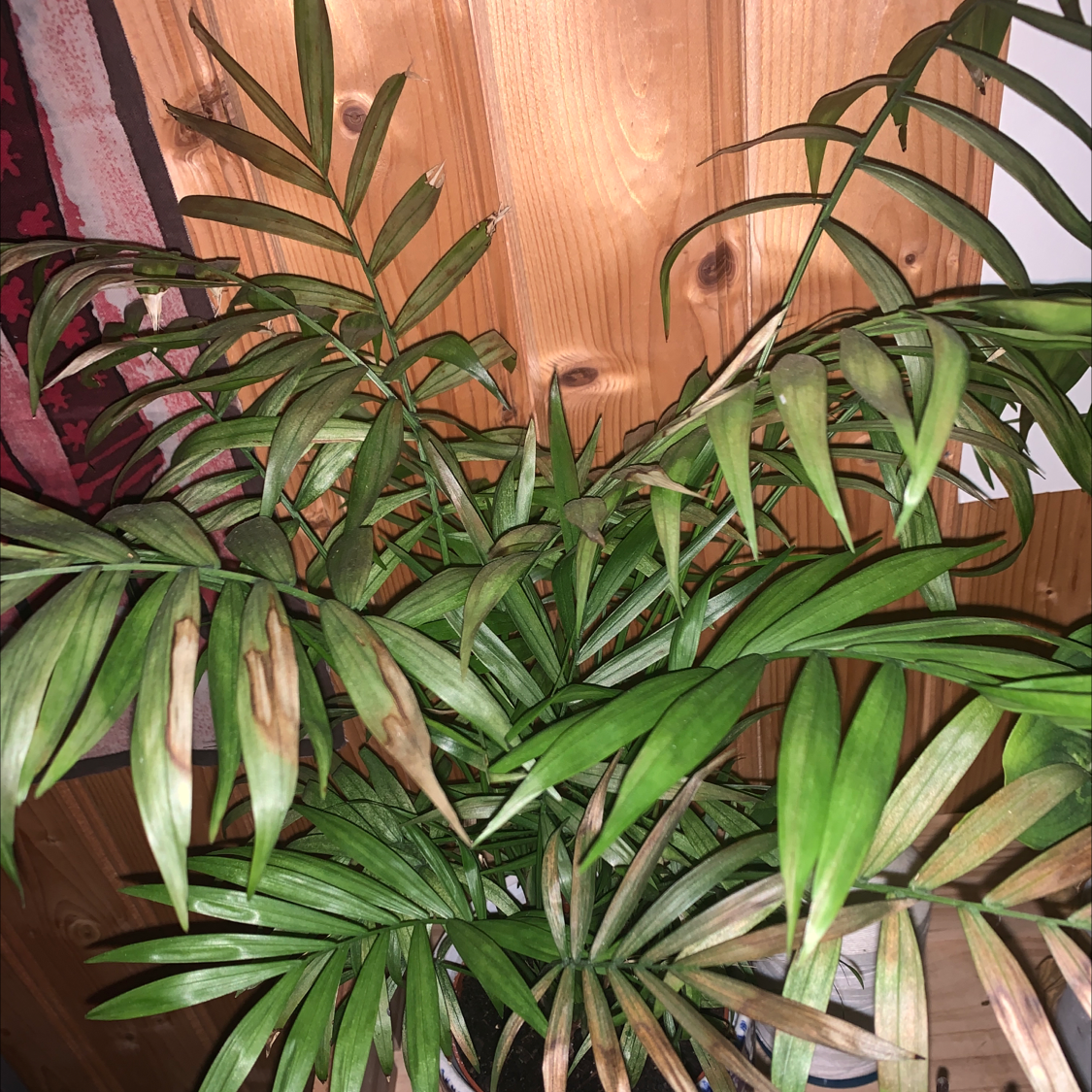 Parlour Palm plant photo by Jokafaen named Stilken on Greg, the plant care app.