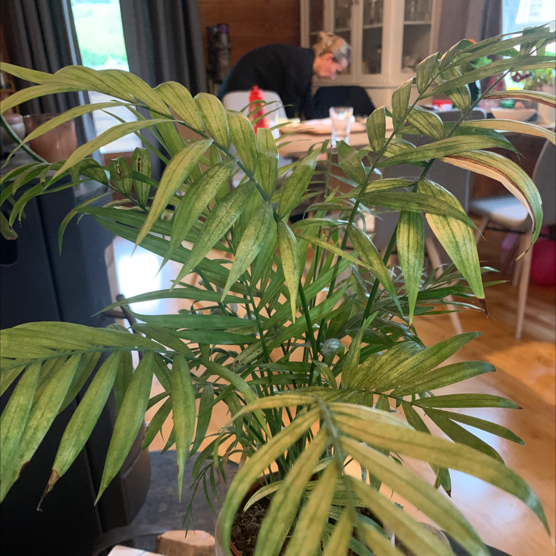 Parlour Palm plant photo by Jokafaen named Chamadedorea elegans on Greg, the plant care app.