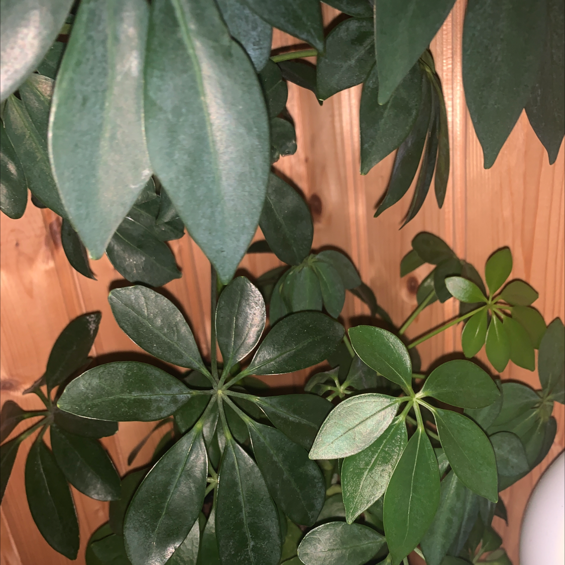 Dwarf Umbrella Tree plant photo by Jokafaen named Snygg on Greg, the plant care app.