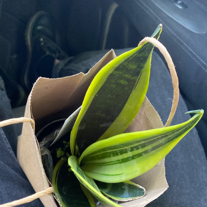 Snake Plant plant photo by @lizfeedsplants named Herman on Greg, the plant care app.