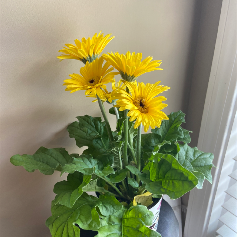 Photo of the plant species Gerbera by Gigi named 🌼✨ D A I S Y ✨🌼 on Greg, the plant care app
